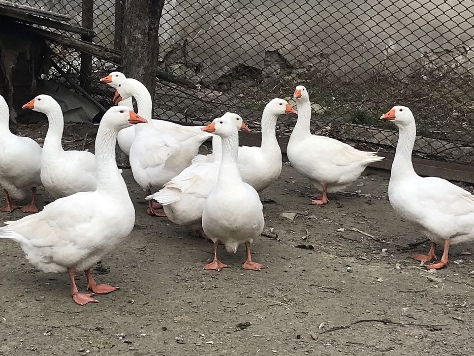 Інкубаційне яйце гусей породи Мамут