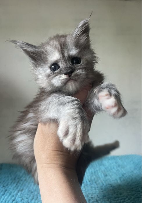 Мейн кун котята