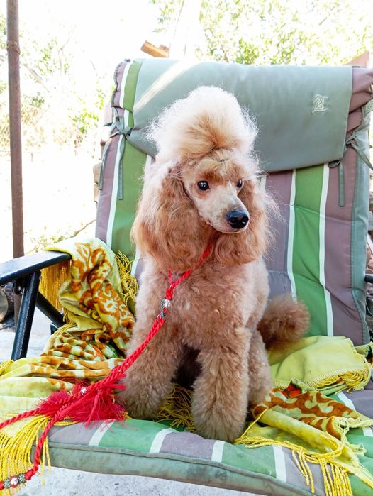 Вазка пудель мініатюра