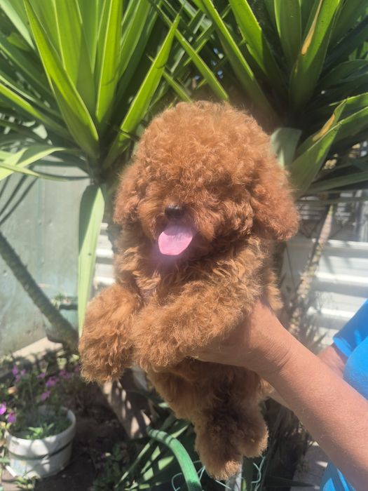 Caniche toy Red Braun