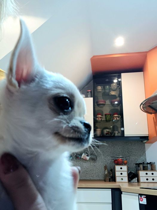 Przepiękna  Biało Kremowa  Chihuahua