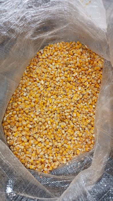 Kukurydza sucha mielona , czysta sprzedam