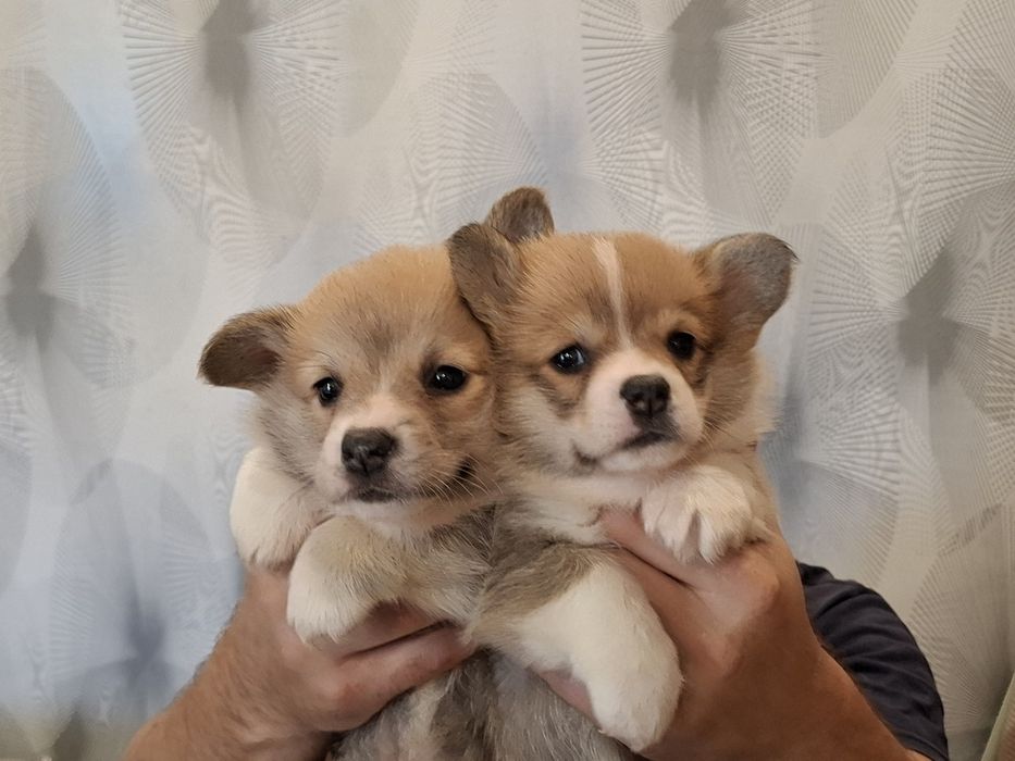 Продам щенков вельш корги пемброк (цуценята вельш коргі пемброк)