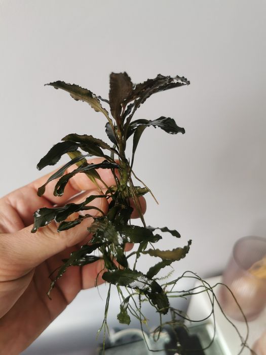 Roślina Bucephalandra