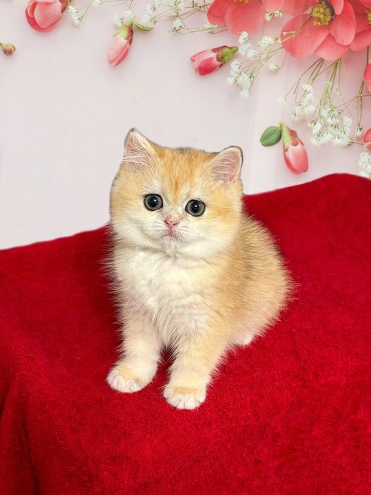 Плюшевая девочка золотая шиншилла