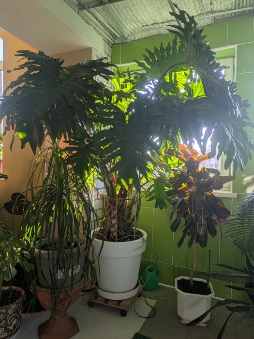 Продам Філодендрон Село.