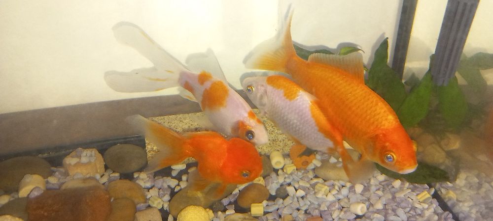 Peixes de água fria