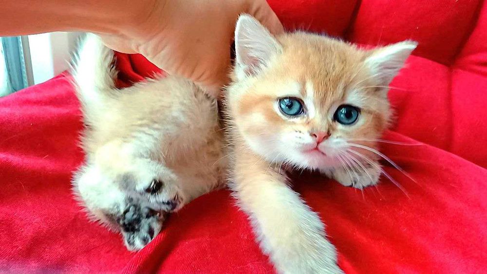 Милі плюшеві антидепресанти