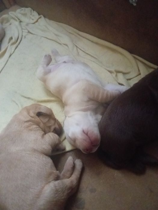 Labradorki do oddania