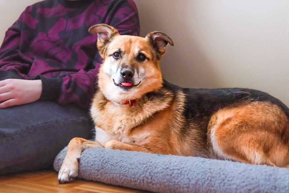 Pies do adopcji- samiec Baks