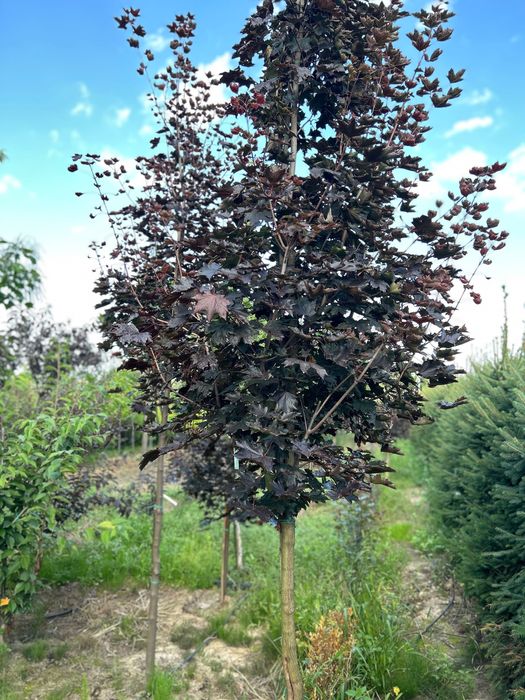 Клен  Globosum | Royal Red | Drummondii