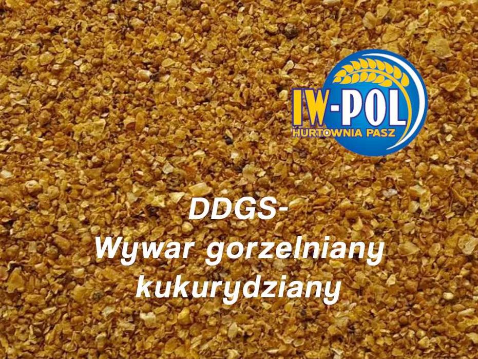 Wywar gorzelniany DDGS, kukurydziany.