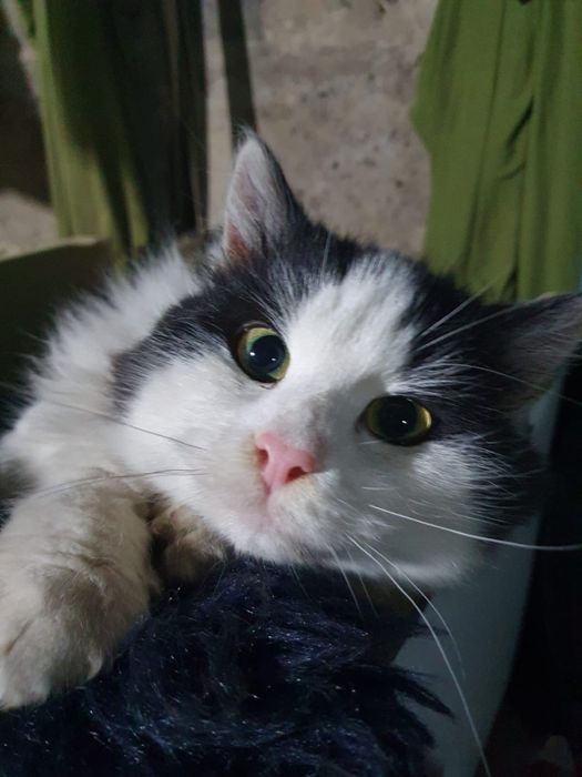 Молодий котик Міккі до 1 року віком, врятували від морозу( вилікували