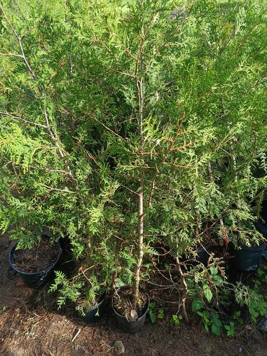 Tuja Brabant 80-130cm Promocja!