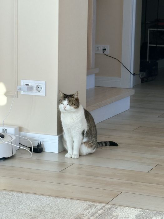 Кошечка беслатно