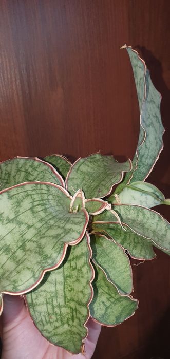 Сансевиерия Sansevieria Kirkii Silver Blue