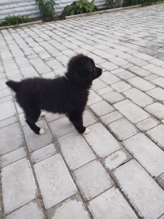 Собачка 2 месяца.