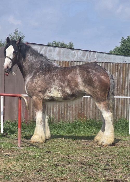 Klacz Shire/Clydesdale  4 lata