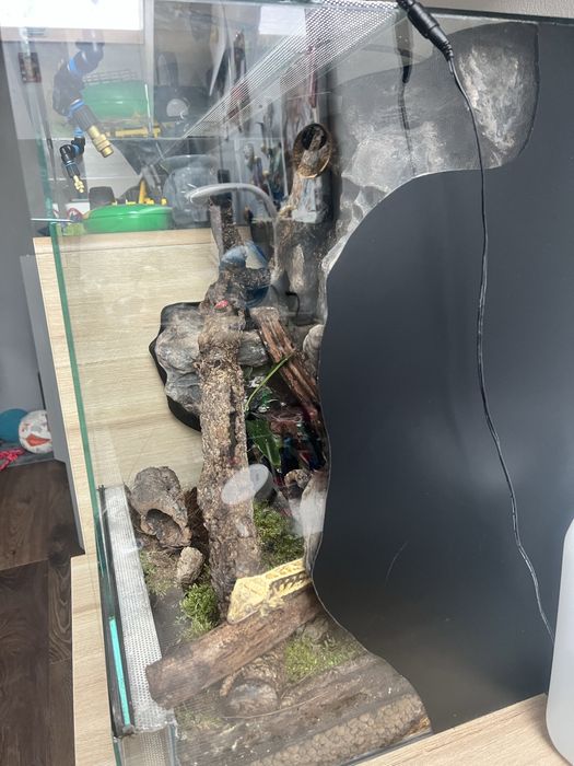 Gekon wraz z terrarium