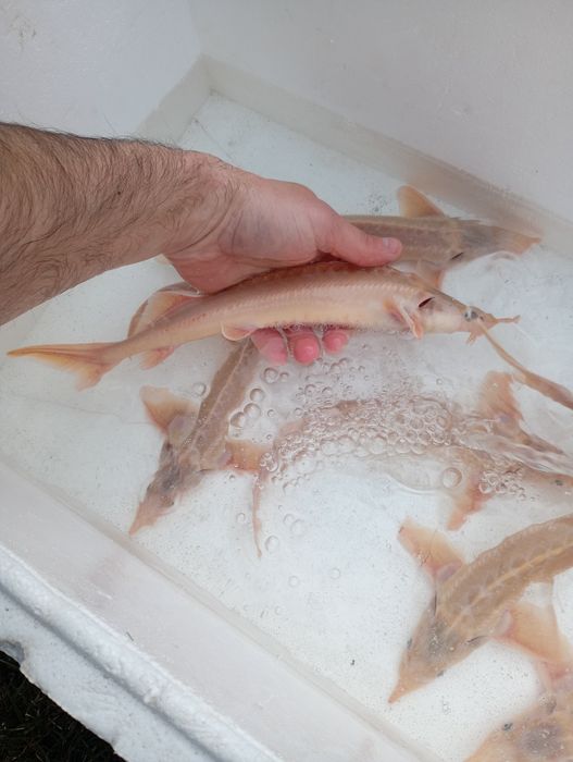 Amur narybek/kroczek. Karp , Tołpyga , Jesiotr , Okoń.
