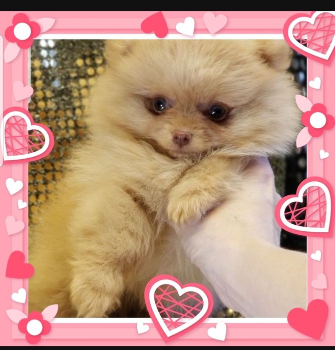 Девочка и мальчик померанский шпиц готовы к продаже