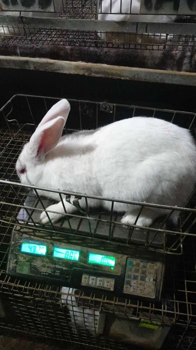 Кролики Термонський Білий (Термонська Біла)