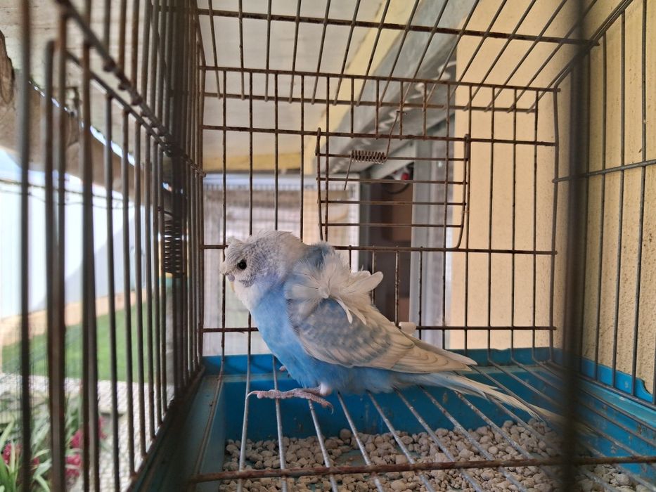 Periquito hagoromo macho