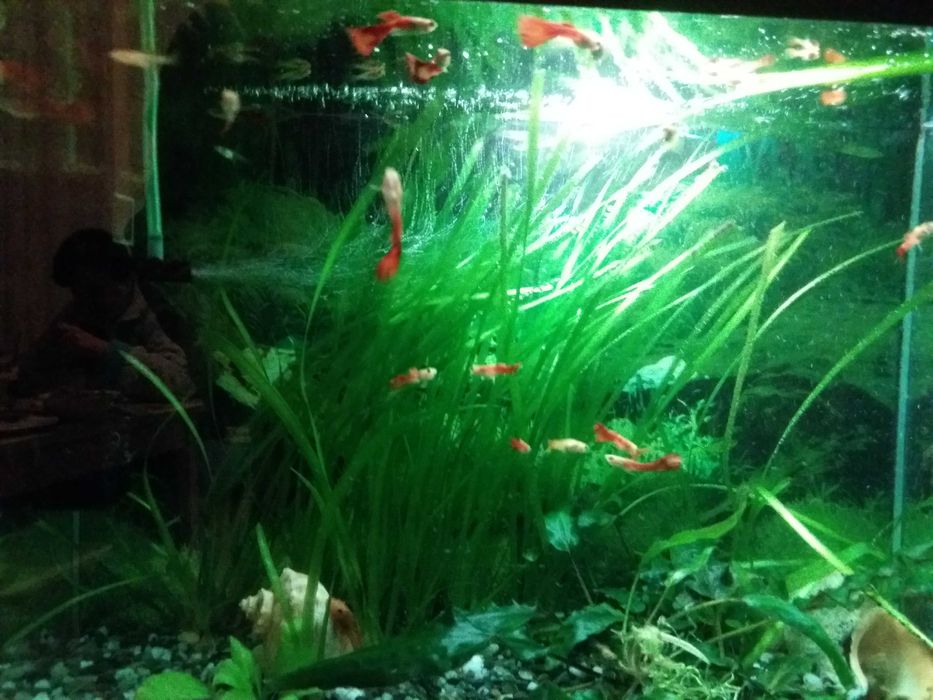 Анцитрус чистильщик и Гуппи