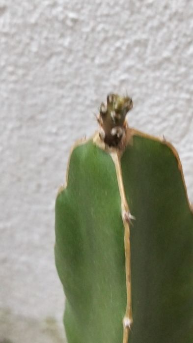 Muda de pitaia .
