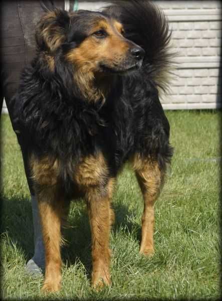Roki - duży pieszczoch do adopcji