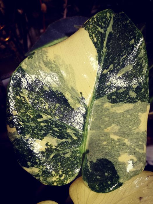 Monstera Thai Creme Brulee Cream Milk variegata REZERWACJA philodendro