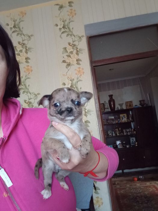 Девочка Мерле Кобби тип.