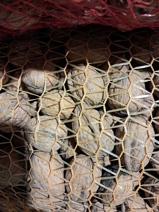 Orzechy włoskie całe