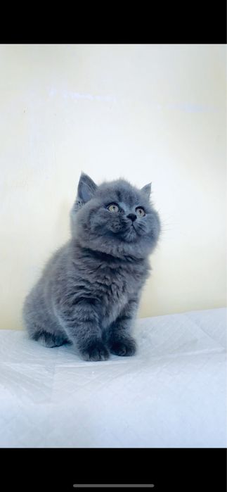 Шотландський котик страйт( кошеня)