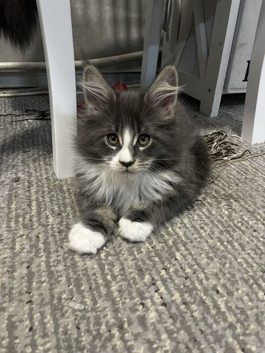 Котята чистокровные Мейн Кун