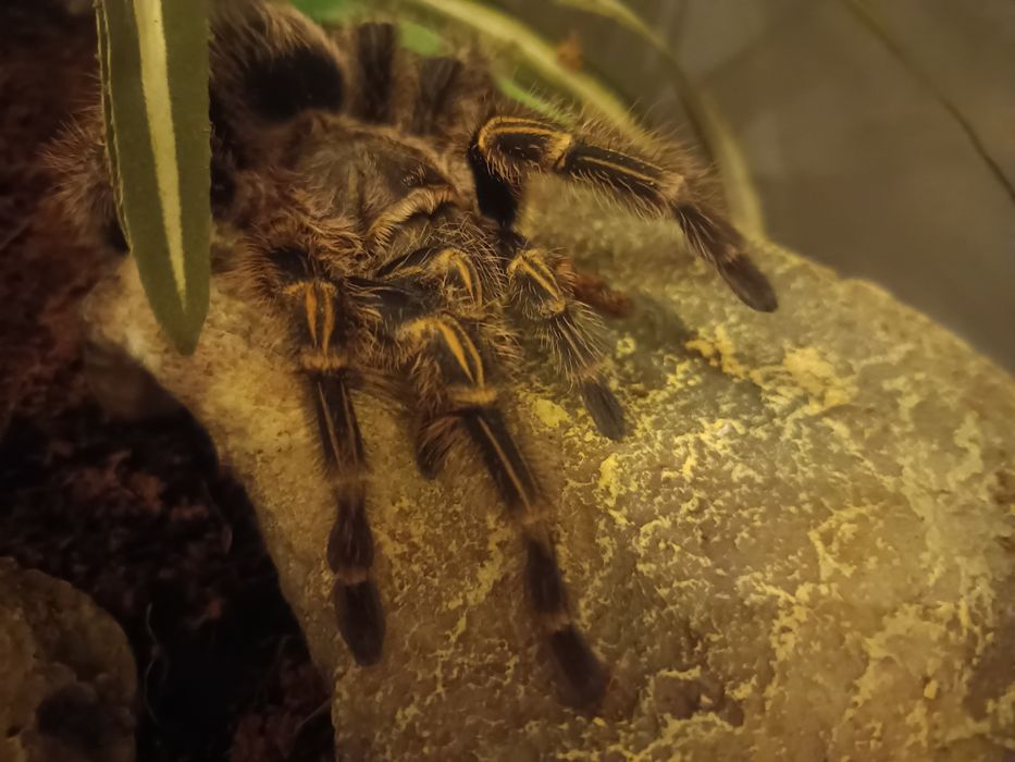 Ptasznik złotokolanowy L7