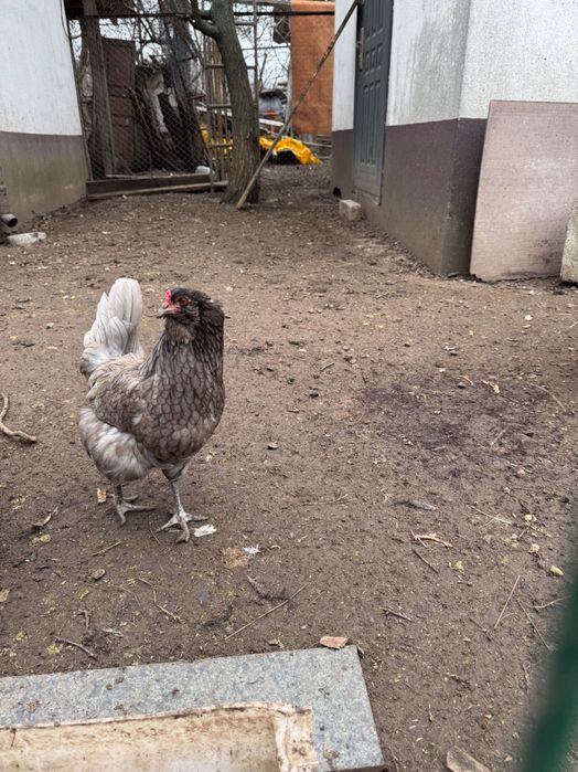 Очень красивый годовалый рабочий петушек породы амероукан.