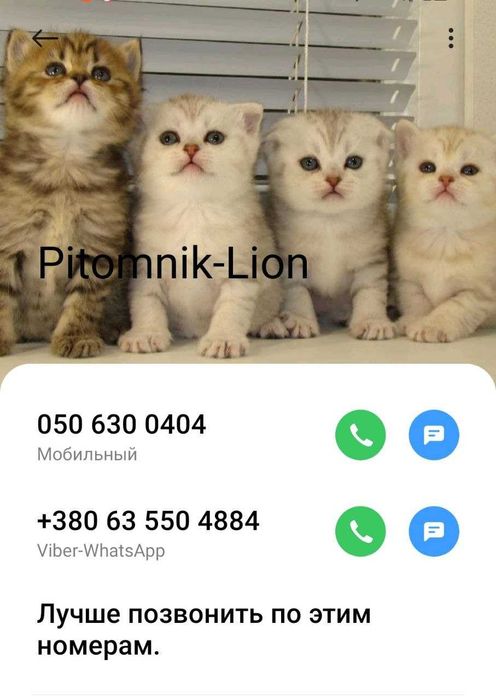 Шотландские котято.