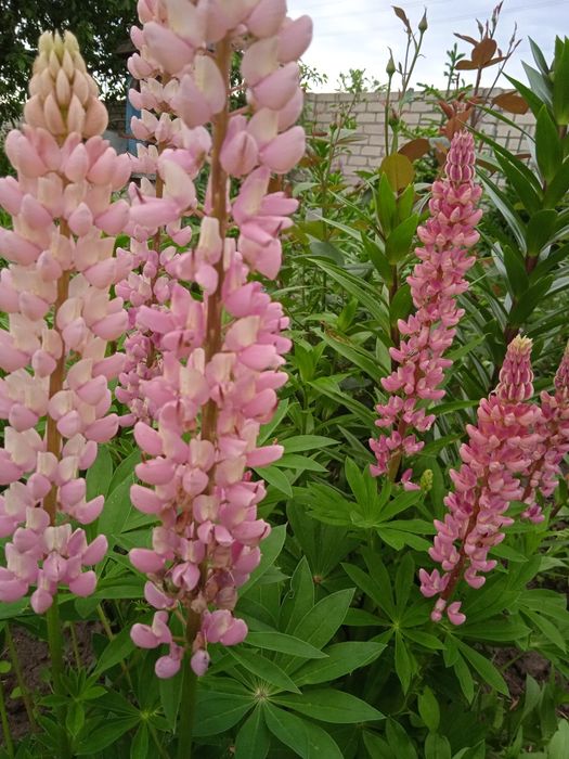 Льон садовий багаторічний.Лілейник лимонний.Люпин.