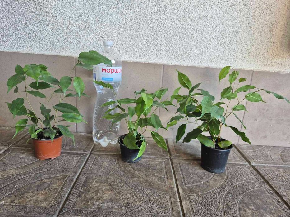 фікус бенджаміна