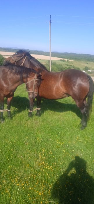 Продам пару кобил коні кінь кобила робочі тварини сільські тварини