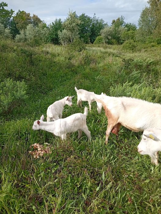 Cabras e cabritos  para venda