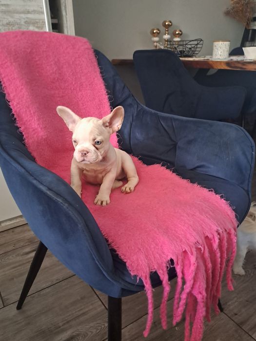 Szczeniak buldog francuski szuczka