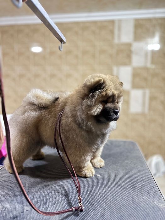 Чау - чау цуценя 2,5 місяці.