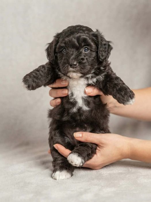 Yorkipoo małe ślicznoty