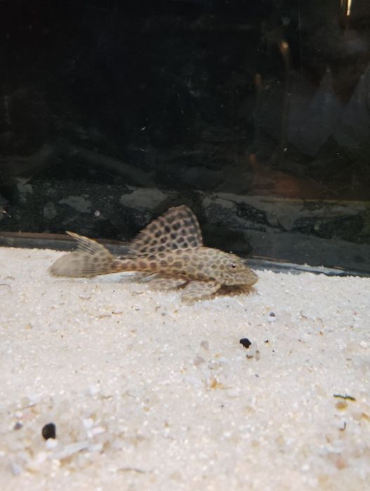 Plecos leopardo 15/16 cm