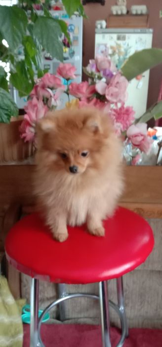 Цуценята Померанський шпіц