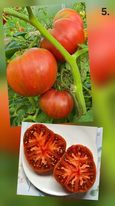 Kolekcjonerskie nasiona pomidorów