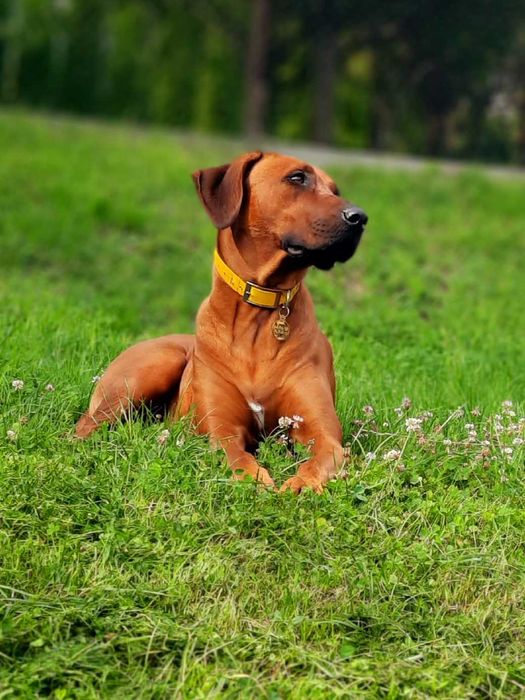 Rhodesian Ridgeback FCI - Spirit of Africa - miot 2026 - Uma Afrika ...