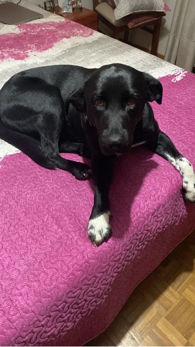Dou Labrador por sair do pais